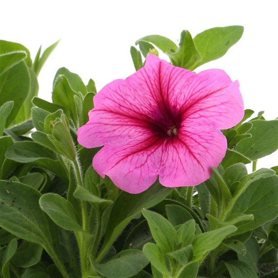 Petunia (Trailing) Wave Pink 6 Pack Boxed Bedding