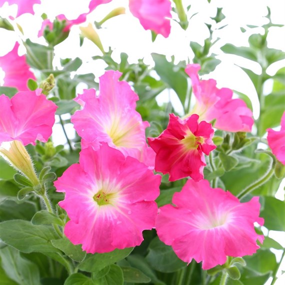 Petunia (Trailing) Wave Rosy 6 Pack Boxed Bedding