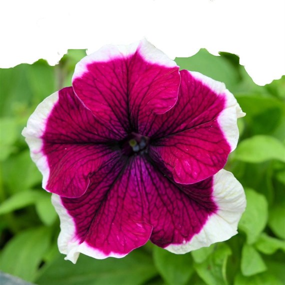 Petunia Grandiflora Velvet Ice 6 Pack Boxed Bedding