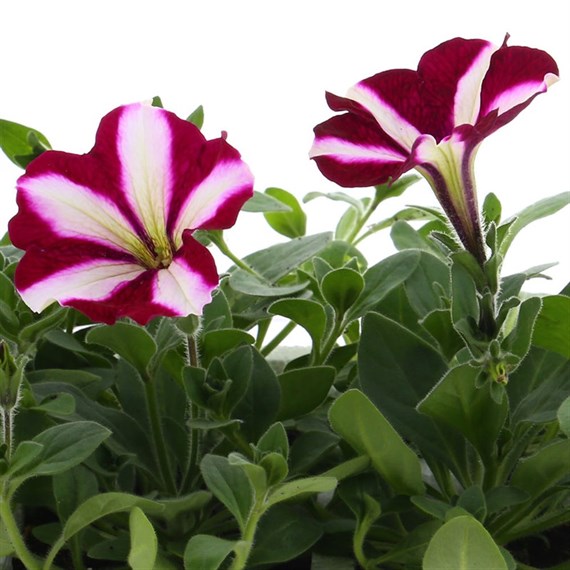 Petunia (Trailing) Wave Burgandy Star 6 Pack Boxed Bedding