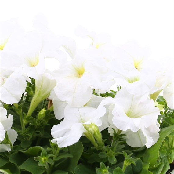 Petunia Grandiflora F1 White 6 Pack Boxed Bedding