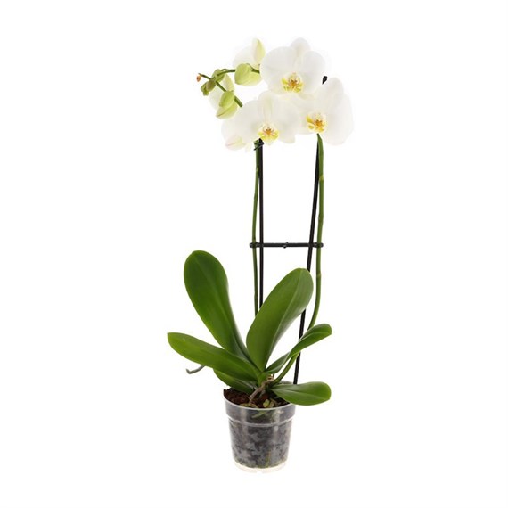 Orchid White (Phalaenopsis) Houseplant 12cm Pot