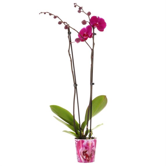 Orchid Dark Pink (Phalaenopsis) Double Stem Houseplant 12cm Pot