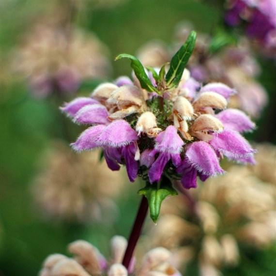 Phlomis tuberosa Amazone Perennial Plant 2L Pot - Set of 3