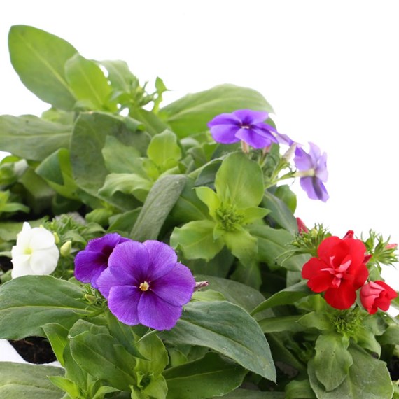 Phlox 21st Century Mix 6 Pack Boxed Bedding