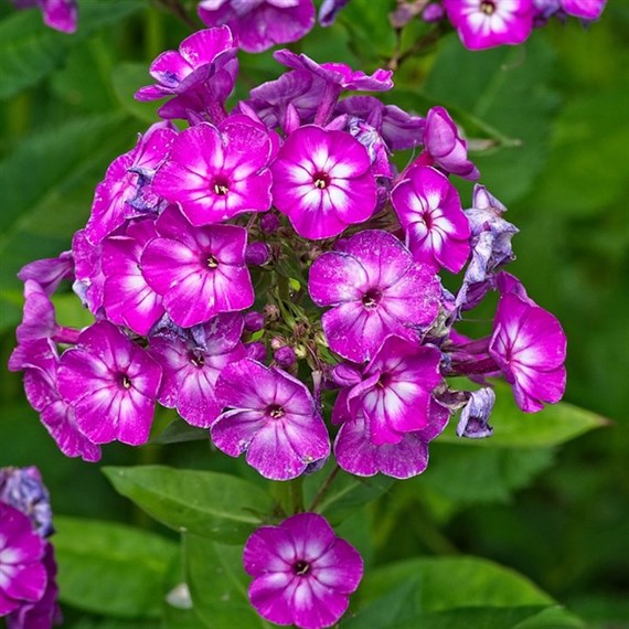 Phlox Pan Sweet Summer Purple Bicolor Perennial Plant 2L Pot - Set of 3