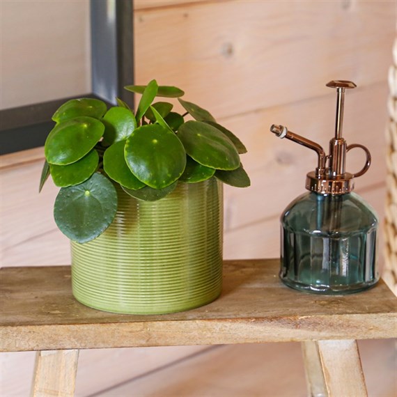 Pilea Peperomioides Houseplant - 13cm Pot