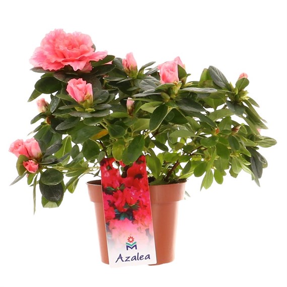 Azalea Pink Indoor Houseplant - 12cm Pot