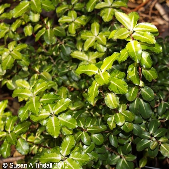 Pittosporum 'Gold Star' - 3L Pot