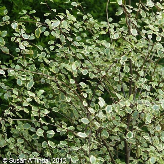 Pittosporum 'Silver Magic' - 7.5L Pot