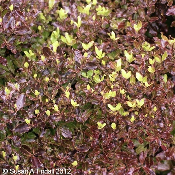 Pittosporum ' Tom Thumb' - 7.5L Pot