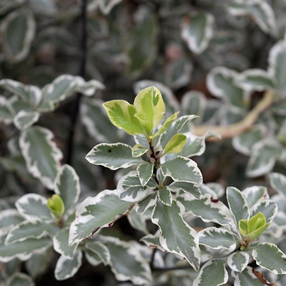 Pittosporum 'Variegatum' - 7.5L Pot