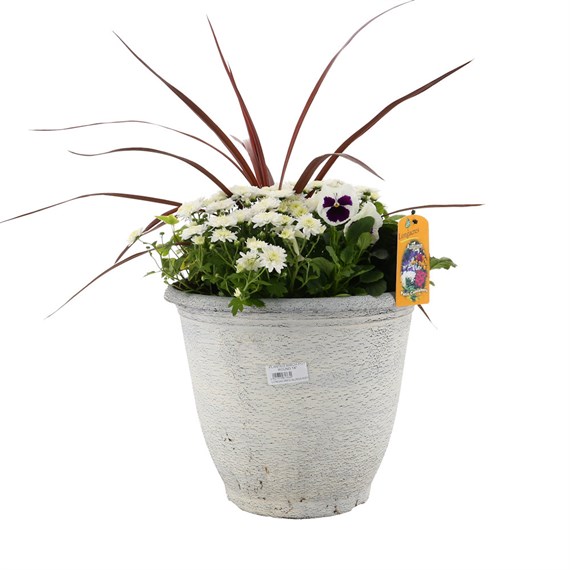 Planted Birch Round 14 inch Outdoor Bedding Container- Autumn