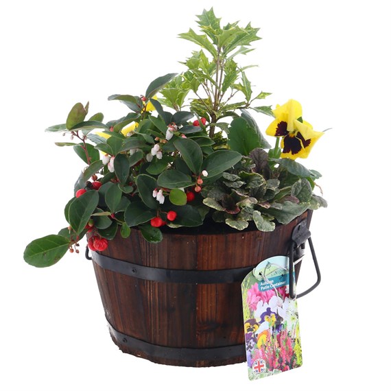 Planted Burnt Wooden Half Barrel Seasonal Bedding - Autumn