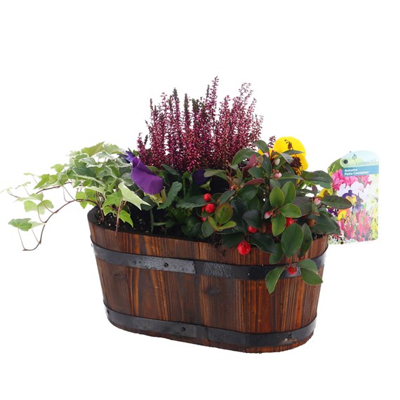 Planted Burnt Wooden Oval Barrel Seasonal Bedding - Autumn