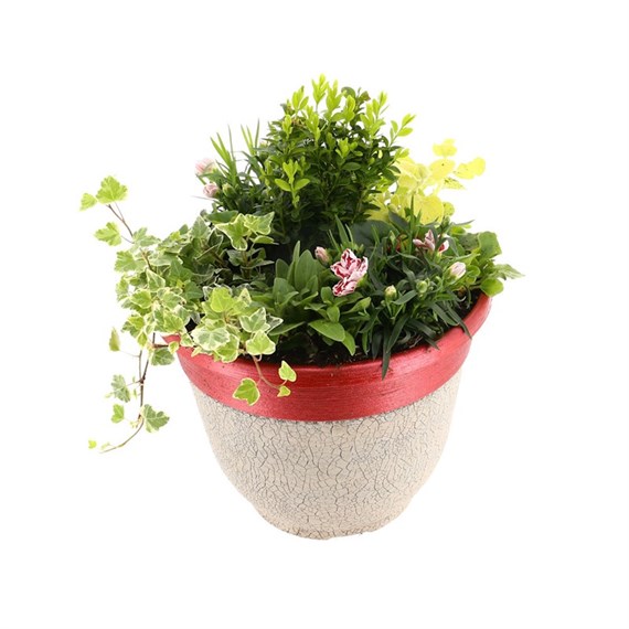 Planted Crackle Pot 12 inches Outdoor Bedding Container - Summer