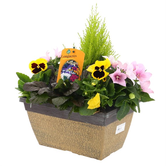 Planted Crackle Window Box 30cm Outdoor Bedding Container - Autumn