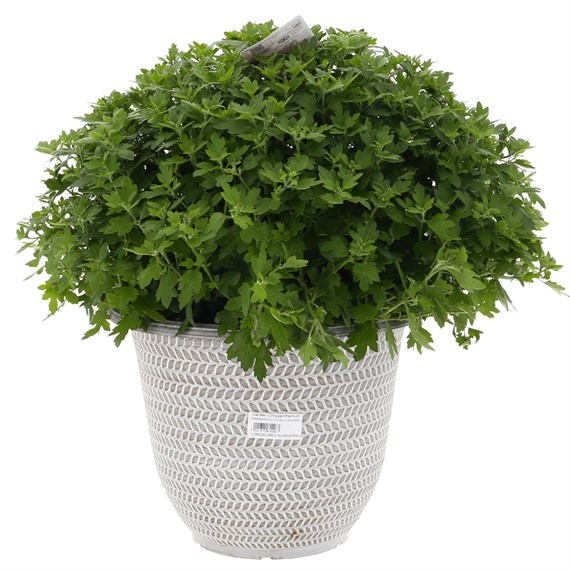 Planted Premier Chrysanthemum Decorative Outdoor Bedding Container