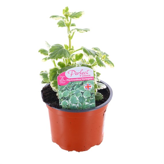 Plectranthus Variegata 10.5cm Pot Bedding