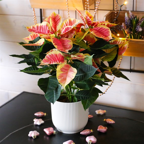 Poinsettia Christmas Houseplant - Marble 13cm