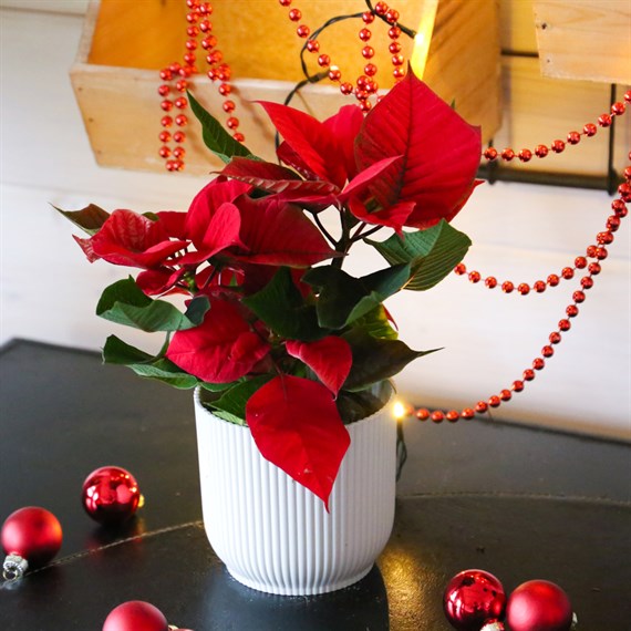 Poinsettia Christmas Houseplant - Red 10.5cm
