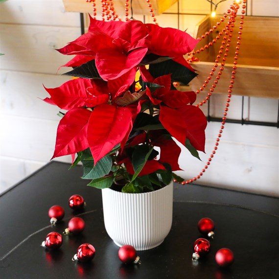 Poinsettia Christmas Houseplant Red 13cm - With Decorative Pot