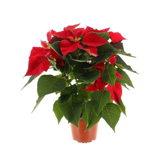 Poinsettia Christmas Houseplant Red 13cm - With Decorative Pot