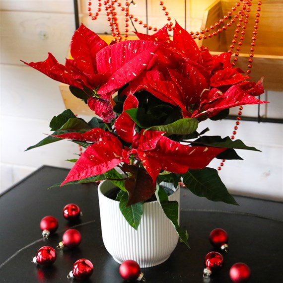 Poinsettia Christmas Houseplant Variegated 13cm - With Decorative Pot