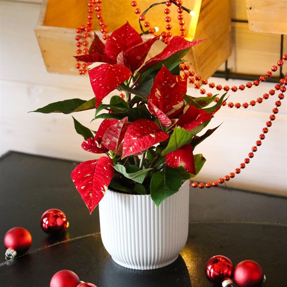 Poinsettia Christmas Houseplant - Variegated 10.5cm