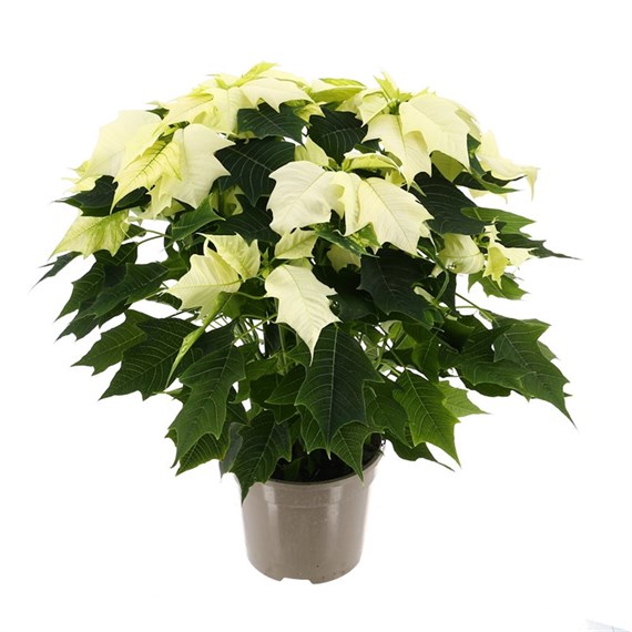 Poinsettia Christmas Houseplant - White 13cm - With Decorative Pot