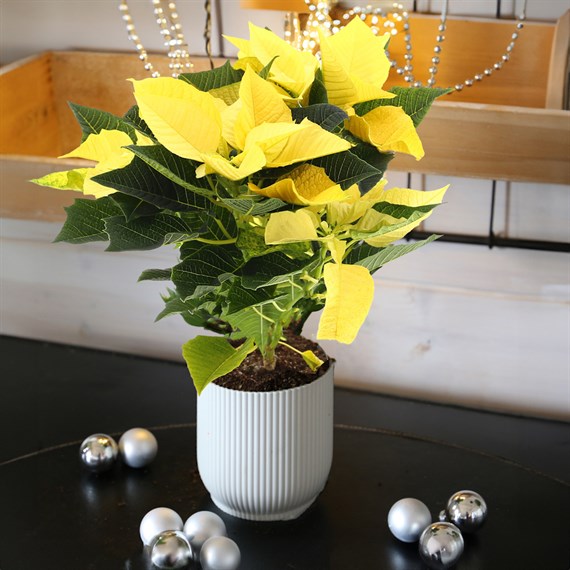 Poinsettia Christmas Houseplant Yellow 13cm - With Decorative Pot