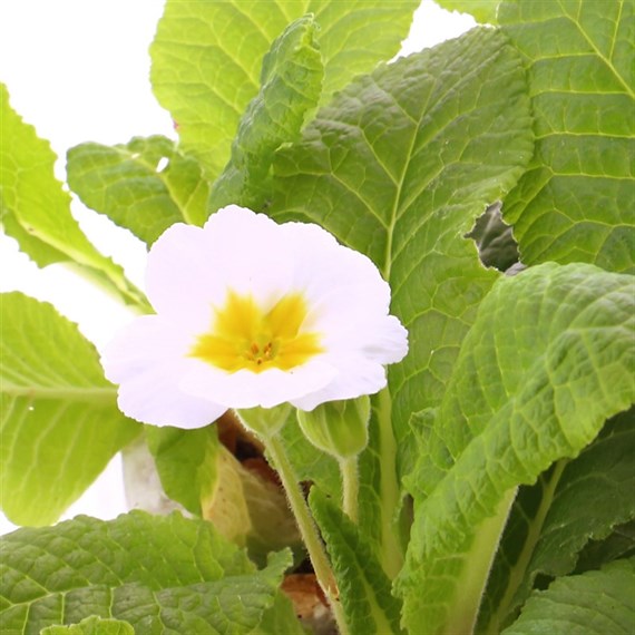 Polyanthus F1 Crescendo White 6 Pack Boxed Bedding