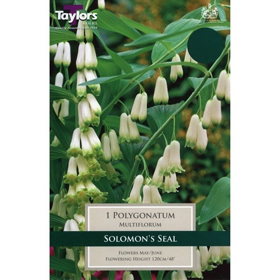 Taylors Bulbs Polygonatum Multiflorum (Single Pack) (TS827)