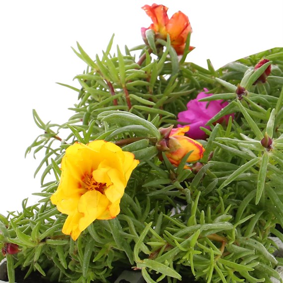 Portulaca F1 Sundial Mixed 6 Pack Boxed Bedding