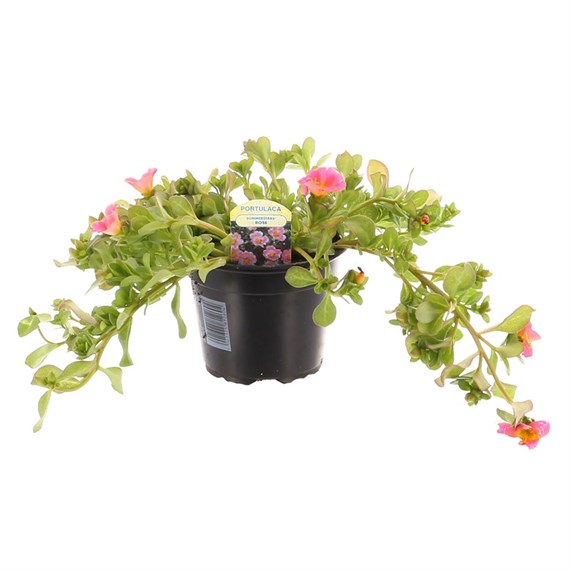Portulaca Summerstars Rose 13cm Pot Bedding 