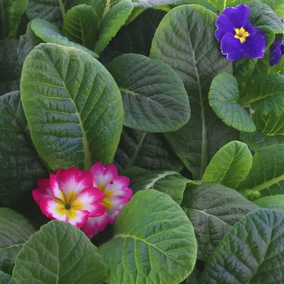 Primrose 15 Pack Boxed Bedding