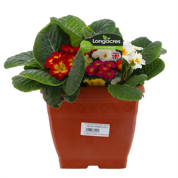 Primrose 19cm Square Sonja Pot Bedding
