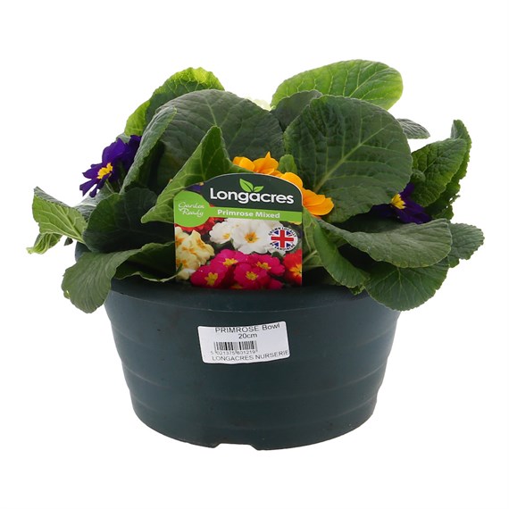Primrose 20cm Bowl Pot Bedding
