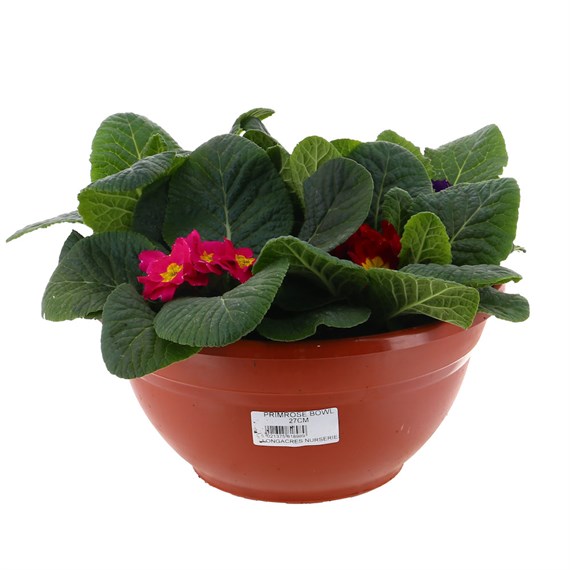 Primrose 27cm Bowl Pot Bedding