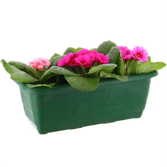 Primrose 30cm Planted Bedding Trough