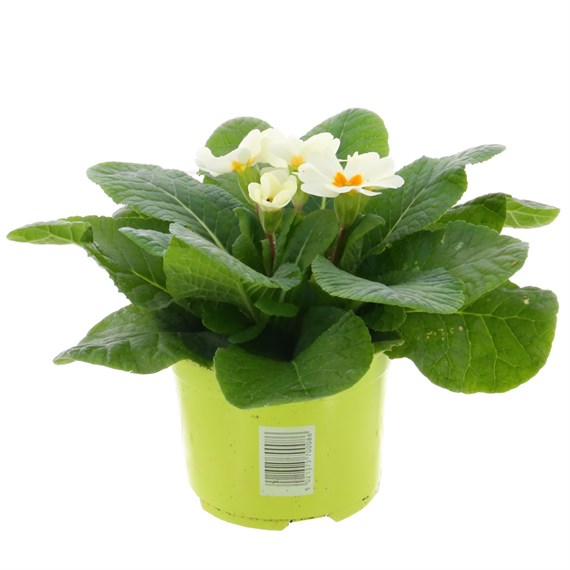 Primrose Gemini Cream 10.5cm Pot Bedding