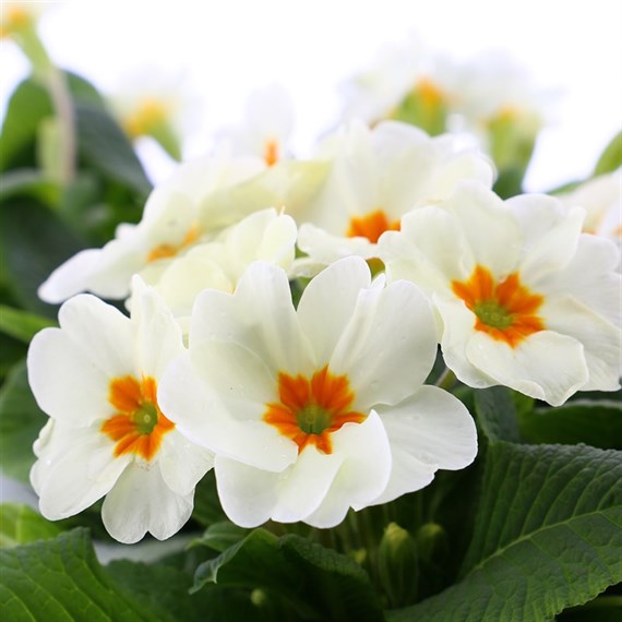 Primrose F1 Gemini Cream 6 Pack Boxed Bedding