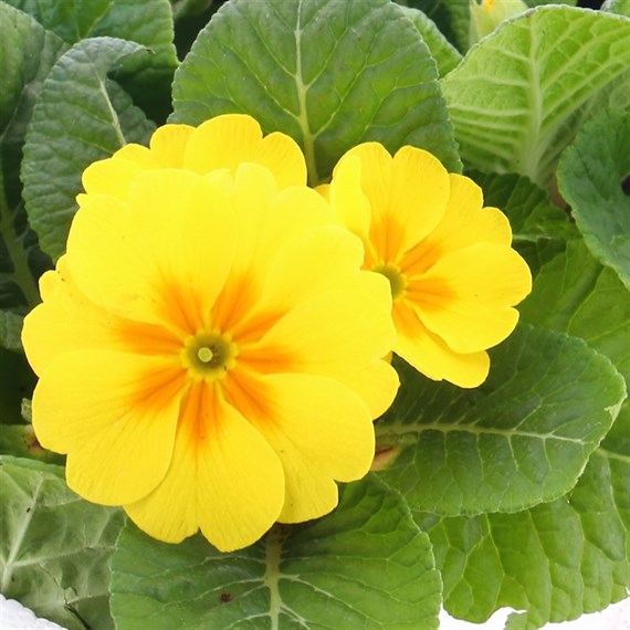 Primrose F1 Soft Yellow 6 Pack Boxed Bedding