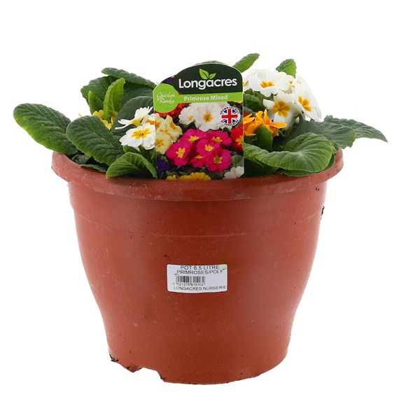 Primrose Mixed 6.5L Pot Bedding
