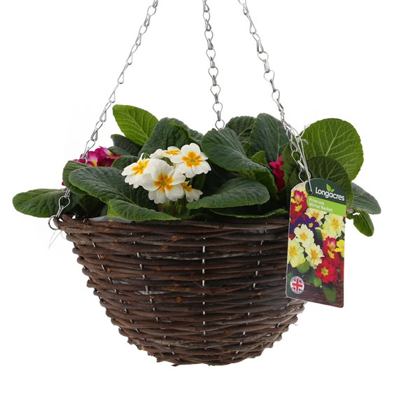 Primrose Mixed Wicker Hanging Basket 12 Inches