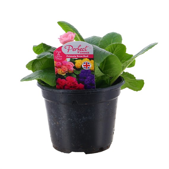 Primrose Rose Bud Mixed 13cm Pot Bedding