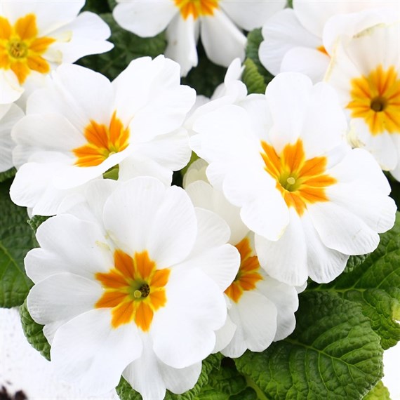 Primrose F1 White 6 Pack Boxed Bedding