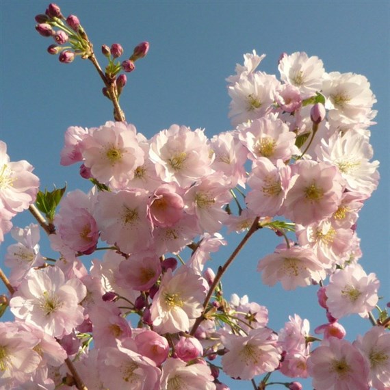 Prunus 'Accolade' Tree