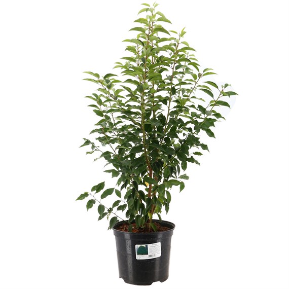 Prunus 'Augustifolia' - 7.5L Pot