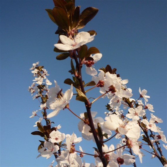 Prunus 'Cerasifera Pissardii' Tree